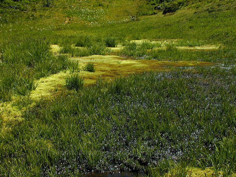 mossy meadow [Wy'east Basin, Mt. Hood Wilderness, Hood River County, Oregon]