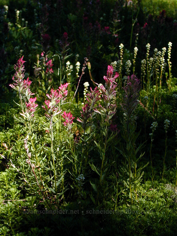 paintbrush & partridgefoot (Castilleja parviflora var. oreopola, Luetkea pectinata) [north of Eden Park, Mt. Hood Wilderness, Hood River County, Oregon]