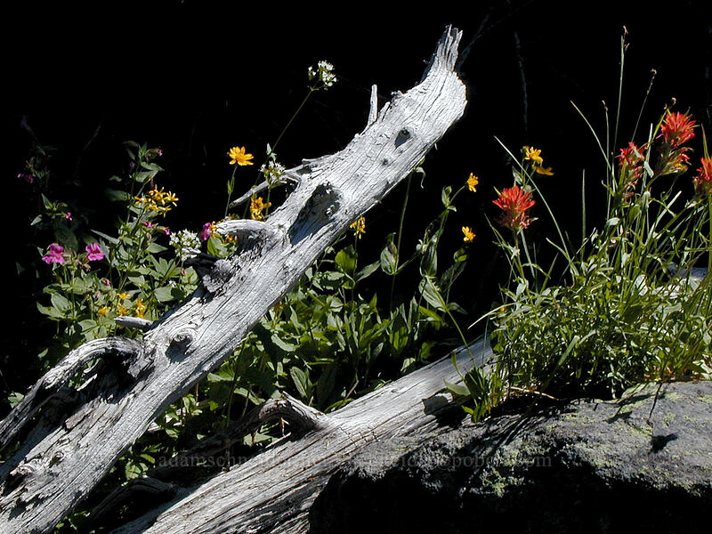 wildflowers & bleached logs (Castilleja sp., Arnica sp., Valeriana sitchensis, Erythranthe lewisii (Mimulus lewisii)) [west fork of Ladd Creek, Mt. Hood Wilderness, Hood River County, Oregon]