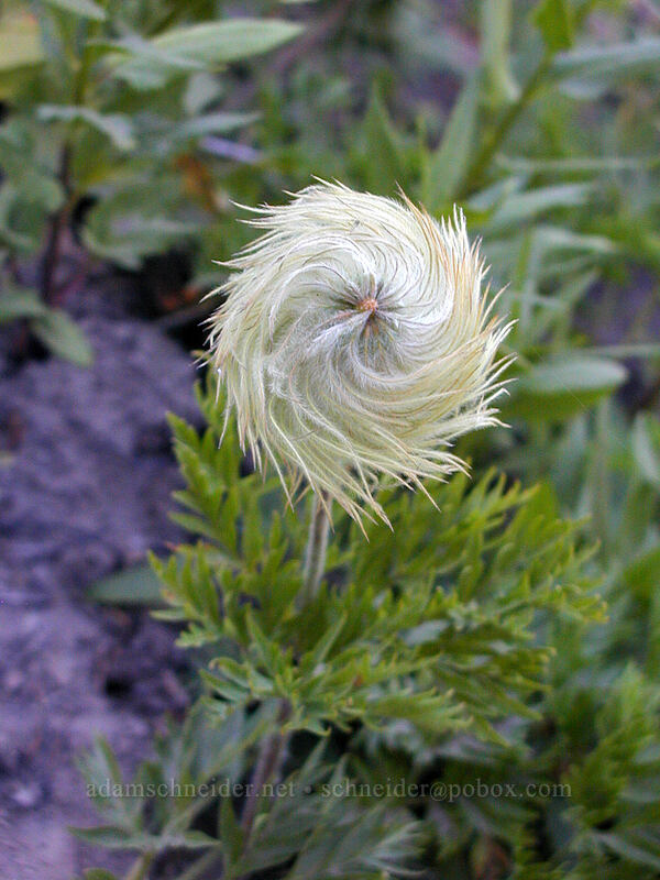 western pasqueflower seed head (Anemone occidentalis (Pulsatilla occidentalis)) [McNeil Point trailhead, Mt. Hood Wilderness, Hood River County, Oregon]