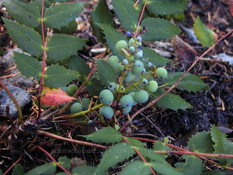 Cascade Oregon-grape berries (Mahonia nervosa (Berberis nervosa)) [Mazama Trail, Mt. Hood National Forest, Hood River County, Oregon]