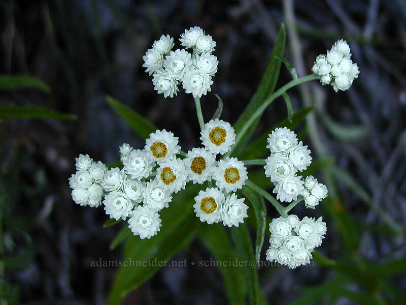pearly everlasting (Anaphalis margaritacea) [Mazama Trail, Mt. Hood National Forest, Hood River County, Oregon]