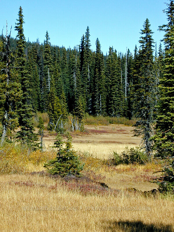 autumn meadow [Elk Meadows, Mt. Hood Wilderness, Hood River County, Oregon]