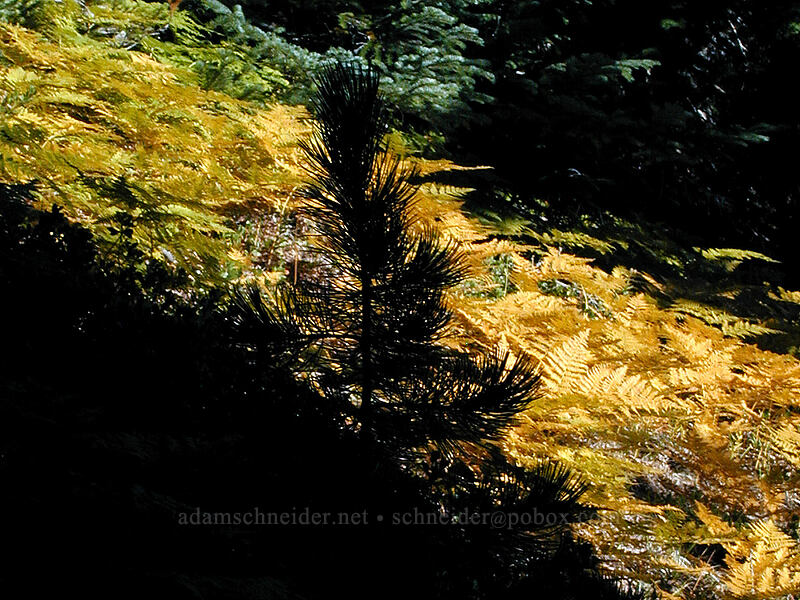 pine tree silhouetted against ferns [Newton Creek Trail, Mt. Hood Wilderness, Hood River County, Oregon]