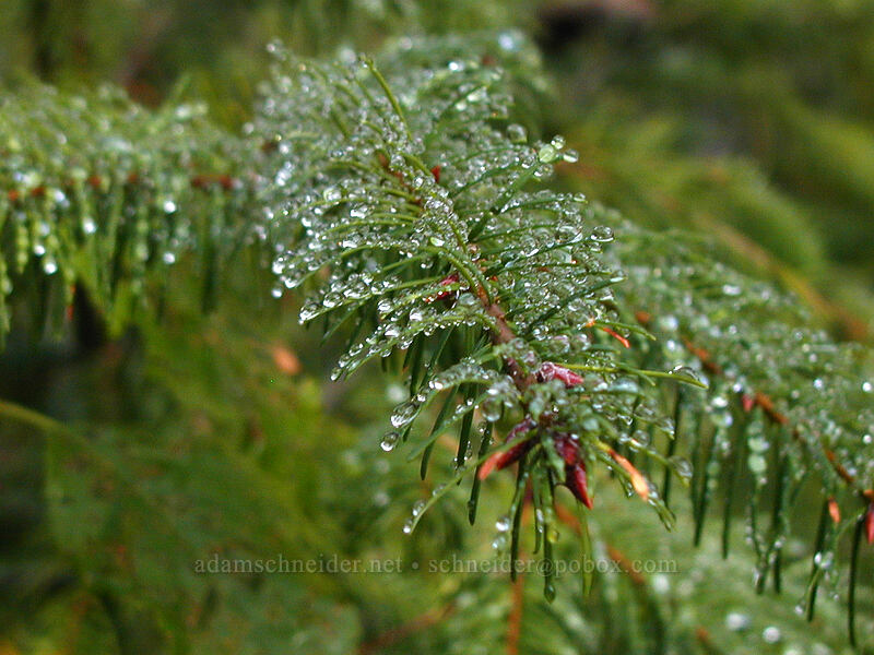 Douglas-fir needles [Lava Canyon Trail, Mt. St. Helens N.V.M., Skamania County, Washington]