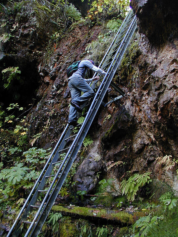 Joseph climbing down the ladder [Lava Canyon Trail, Mt. St. Helens N.V.M., Skamania County, Washington]