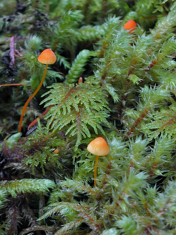 mushrooms & moss (Mycena aurantiidisca) [Lava Canyon Trail, Mt. St. Helens N.V.M., Skamania County, Washington]