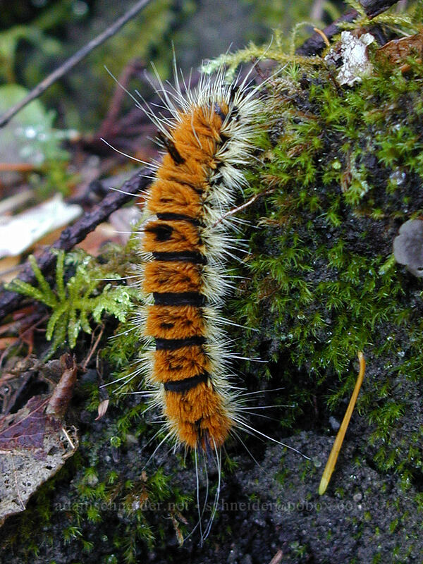 fingered Dagger Moth caterpillar (Acronicta dactylina (Acronicta hesperida)) [Lava Canyon Trail, Mt. St. Helens N.V.M., Skamania County, Washington]