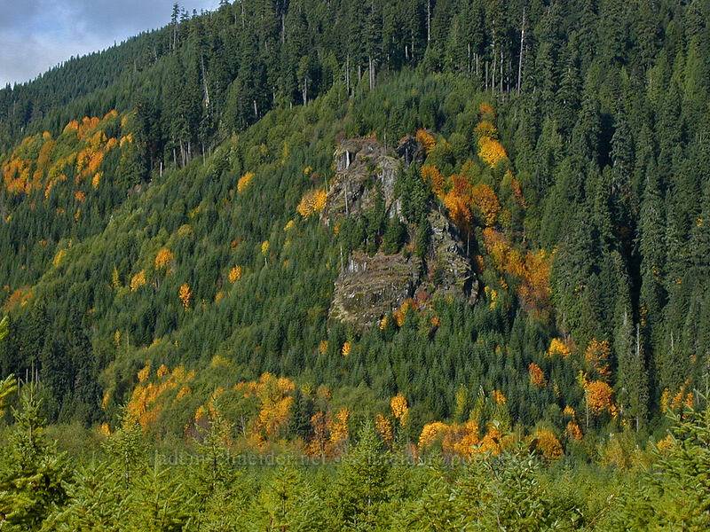 fall colors [Southern Smith Creek trailhead, Mt. St. Helens N.V.M., Skamania County, Washington]