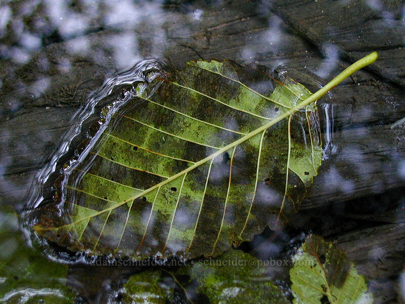 alder leaf in a puddle (Alnus sp.) [Lava Canyon Trail, Mt. St. Helens N.V.M., Skamania County, Washington]