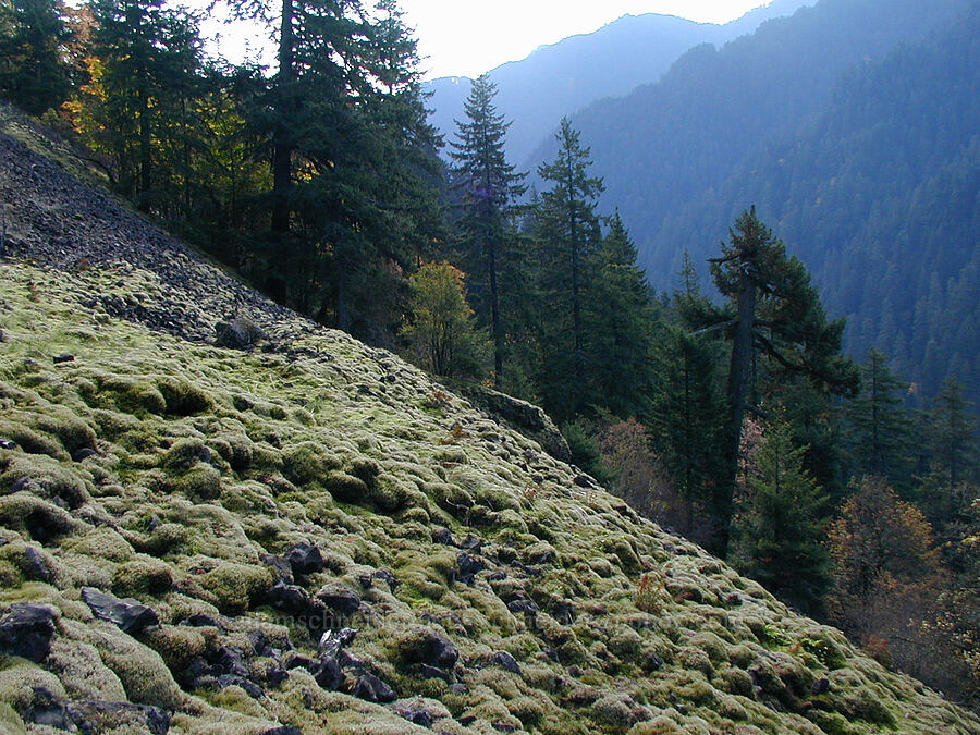 mossy talus slope [Ruckel Ridge Trail, Columbia River Gorge, Hood River County, Oregon]