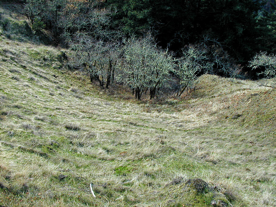 meadow with Garry oak (Oregon white oak) (Quercus garryana) [Ruckel Ridge Trail, Columbia River Gorge, Hood River County, Oregon]
