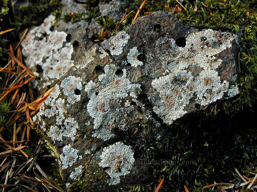 crustose lichen [Ruckel Ridge Trail, Columbia River Gorge, Oregon]