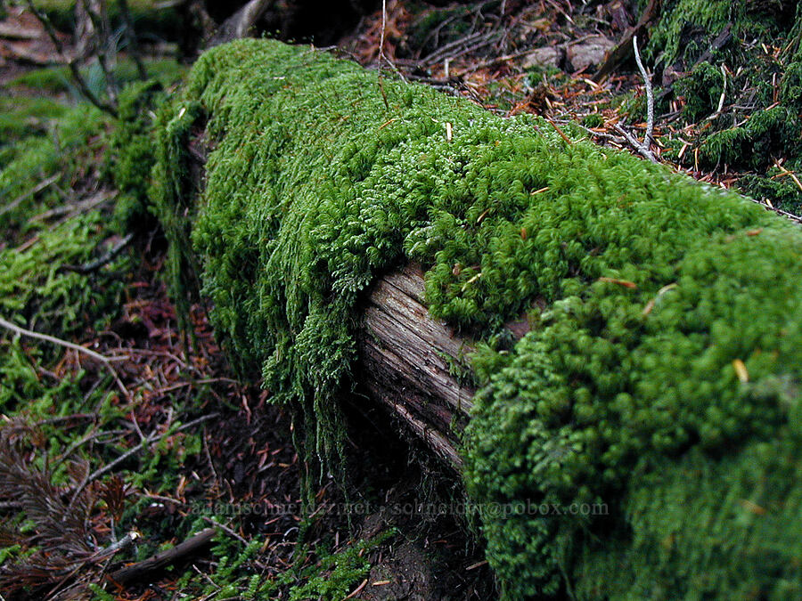 mossy log [Ruckel Ridge Trail, Columbia River Gorge, Hood River County, Oregon]