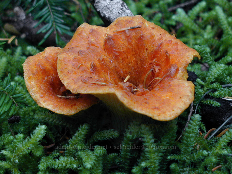 woolly chanterelle mushrooms (Gomphus floccosus) [Ruckel Ridge Trail, Columbia River Gorge, Oregon]