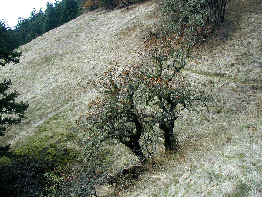steep meadow with Garry oak (Quercus garryana) [Ruckel Creek Trail, Columbia River Gorge, Hood River County, Oregon]