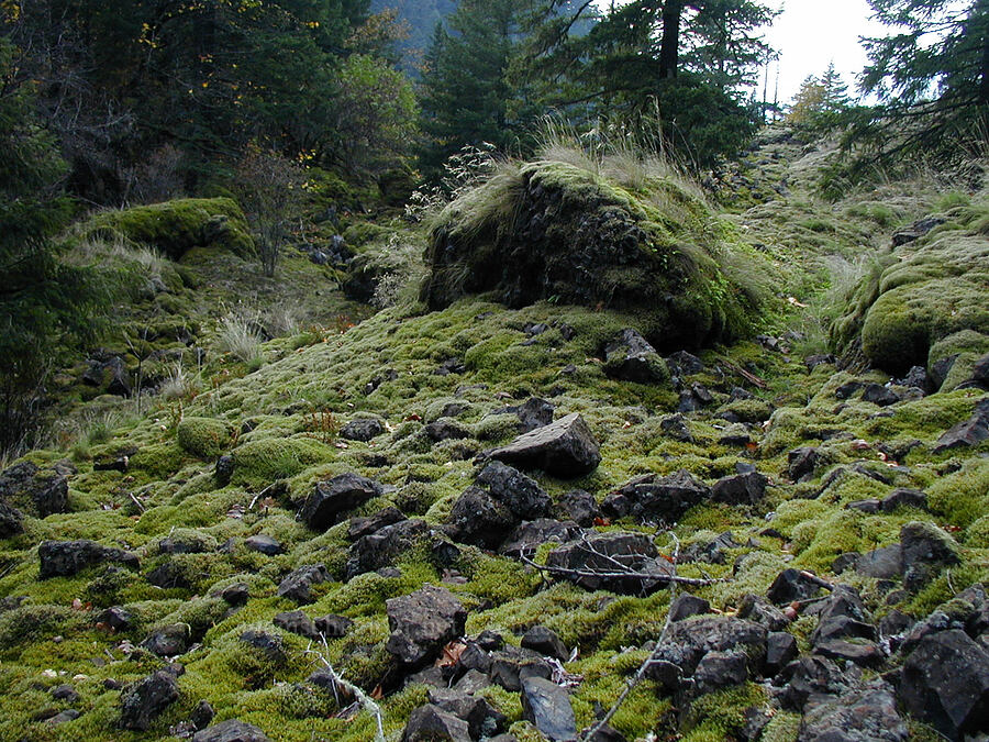 weird mossy landscape [Ruckel Creek Trail, Columbia River Gorge, Hood River County, Oregon]