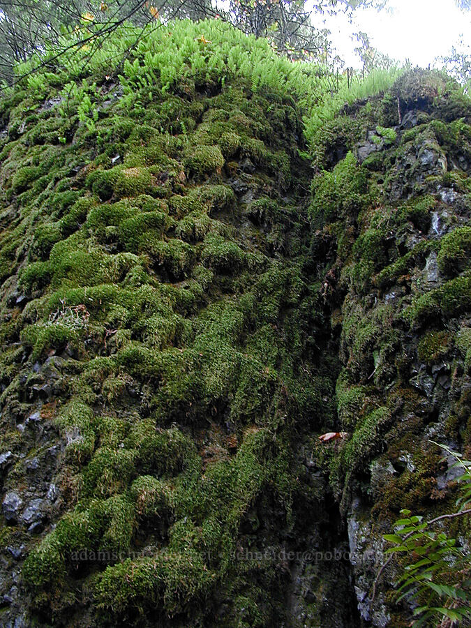 moss- and fern-covered basalt pillars [Ruckel Creek Trail, Columbia River Gorge, Hood River County, Oregon]