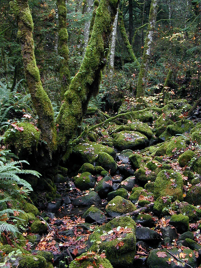 mossy trees and boulders [Old Gorge Highway, Columbia River Gorge, Hood River County, Oregon]