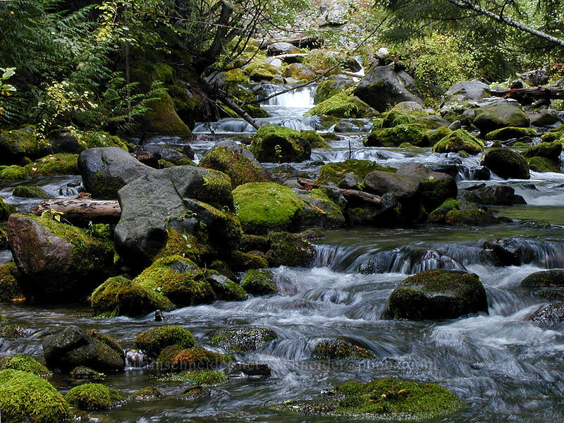 Cold Spring Creek [Tamanawas Falls Trail, Mt. Hood National Forest, Oregon]
