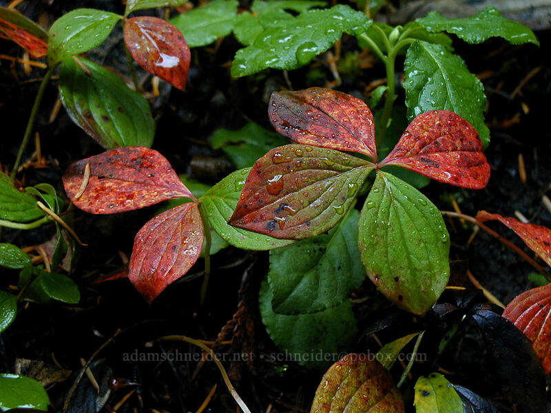 bunchberry leaves (Cornus unalaschkensis (Cornus canadensis)) [Tamanawas Falls Trail, Mt. Hood National Forest, Hood River County, Oregon]