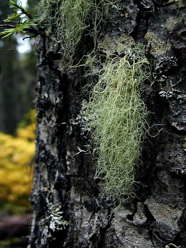 lichen on a conifer [Elk Meadows Trail, Mt. Hood National Forest, Hood River County, Oregon]