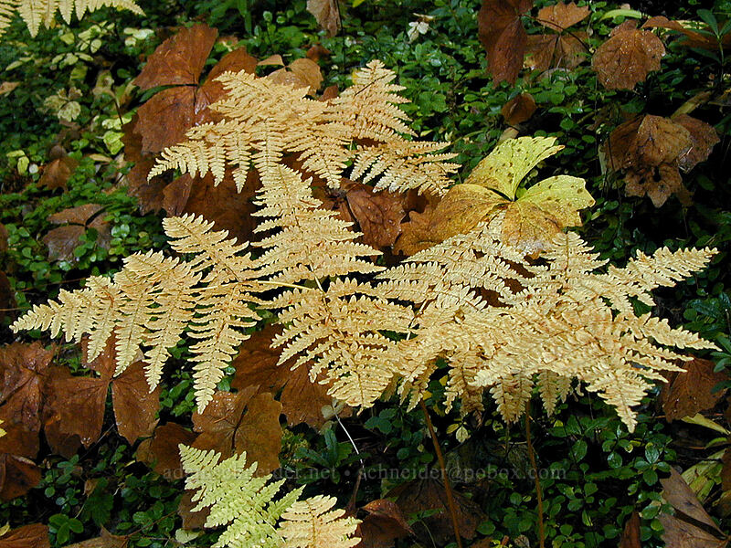 bracken fern & vanilla-leaf (Pteridium aquilinum, Achlys triphylla) [Elk Meadows Trail, Mt. Hood National Forest, Hood River County, Oregon]