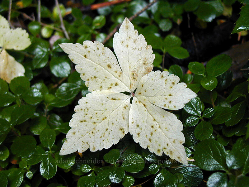 pale leaf [East Fork Trail, Mt. Hood National Forest, Hood River County, Oregon]