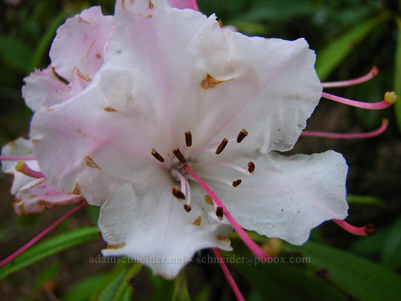 rhododendron (Rhododendron sp.) [Mt. Hood Info Center, Brightwood, Oregon]