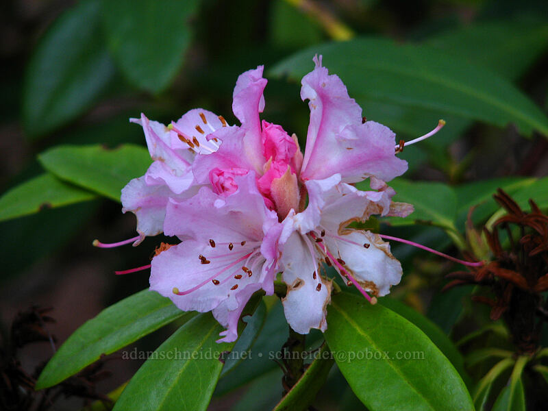 rhododendron (Rhododendron sp.) [Mt. Hood Info Center, Brightwood, Clackamas County, Oregon]