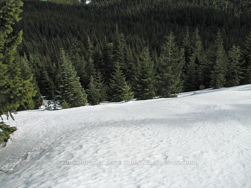 steep snowy slope [Ghost Ridge, Mt. Hood National Forest, Hood River County, Oregon]