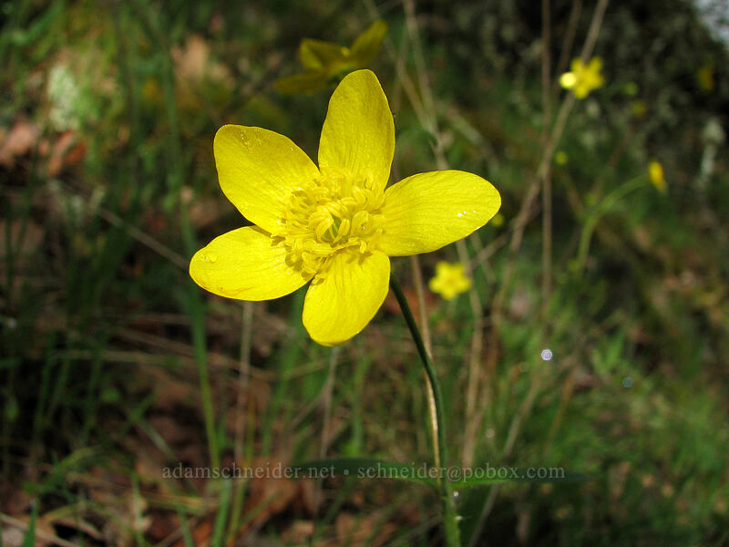 western buttercup (Ranunculus occidentalis) [Catherine Creek, Columbia River Gorge, Klickitat County, Washington]