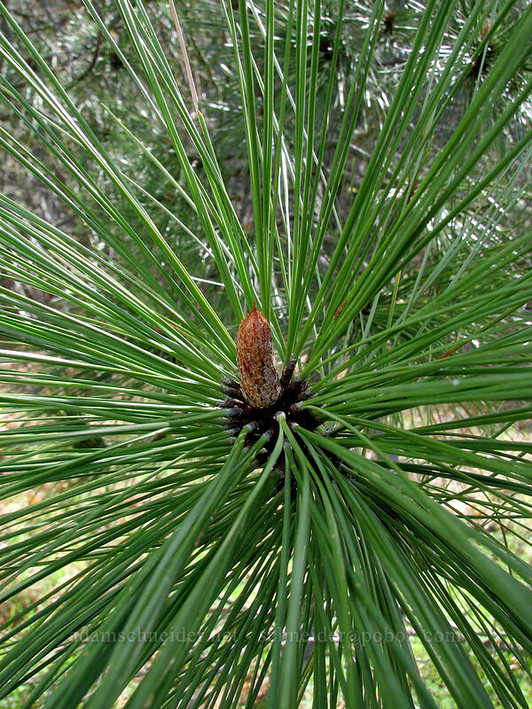 ponderosa pine needles (Pinus ponderosa) [Catherine Creek, Columbia River Gorge, Klickitat County, Washington]