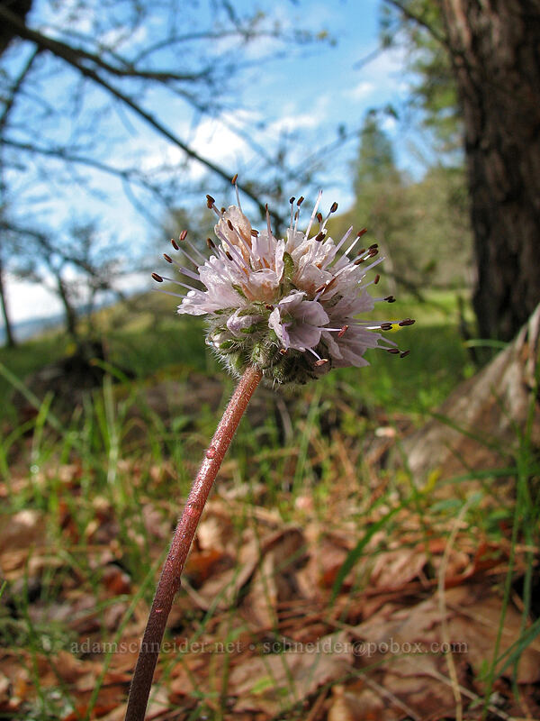 ball-head waterleaf (Hydrophyllum capitatum var. thompsonii) [Catherine Creek, Columbia River Gorge, Klickitat County, Washington]