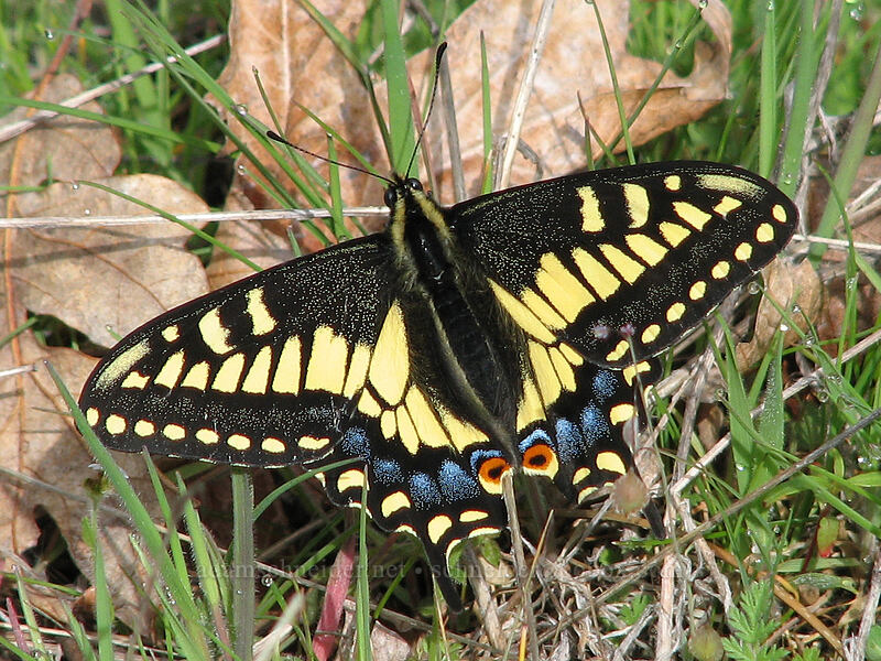 anise swallowtail butterfly (Papilio zelicaon) [Catherine Creek, Columbia River Gorge, Klickitat County, Washington]