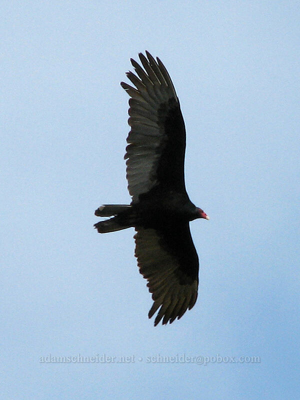 turkey vulture (Cathartes aura) [Catherine Creek, Columbia River Gorge, Klickitat County, Washington]