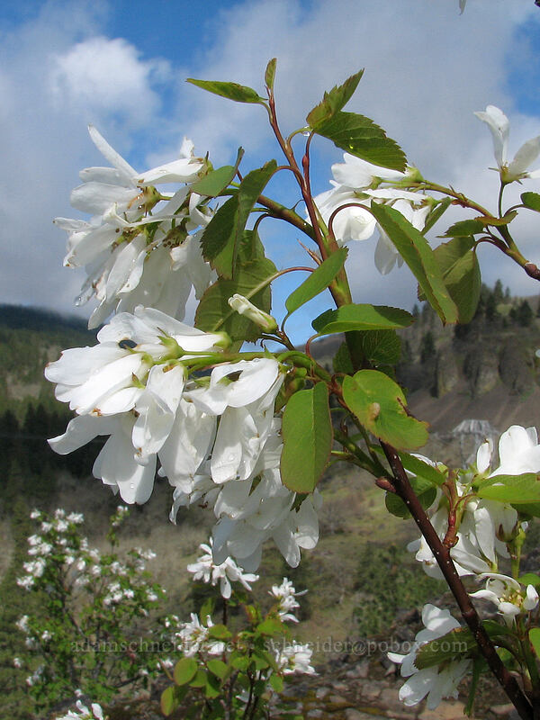 serviceberry flowers (Amelanchier alnifolia) [Catherine Creek, Columbia River Gorge, Klickitat County, Washington]