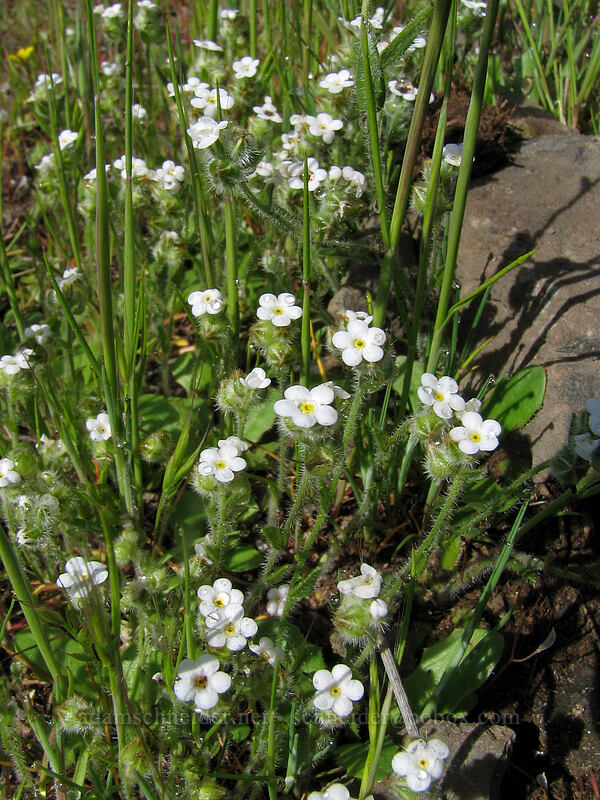 popcorn flower (Plagiobothrys sp.) [Catherine Creek, Columbia River Gorge, Klickitat County, Washington]