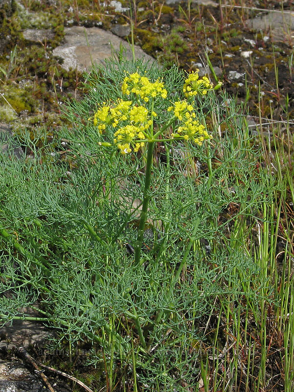 Klickitat desert parsley (Lomatium klickitatense (Lomatium grayi)) [Catherine Creek, Columbia River Gorge, Klickitat County, Washington]