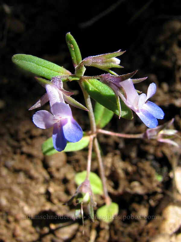 blue-eyed Mary (Collinsia sp.) [Catherine Creek, Columbia River Gorge, Washington]