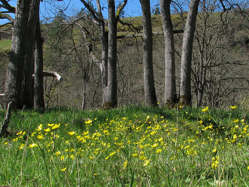 western buttercups (Ranunculus occidentalis) [Catherine Creek, Columbia River Gorge, Klickitat County, Washington]