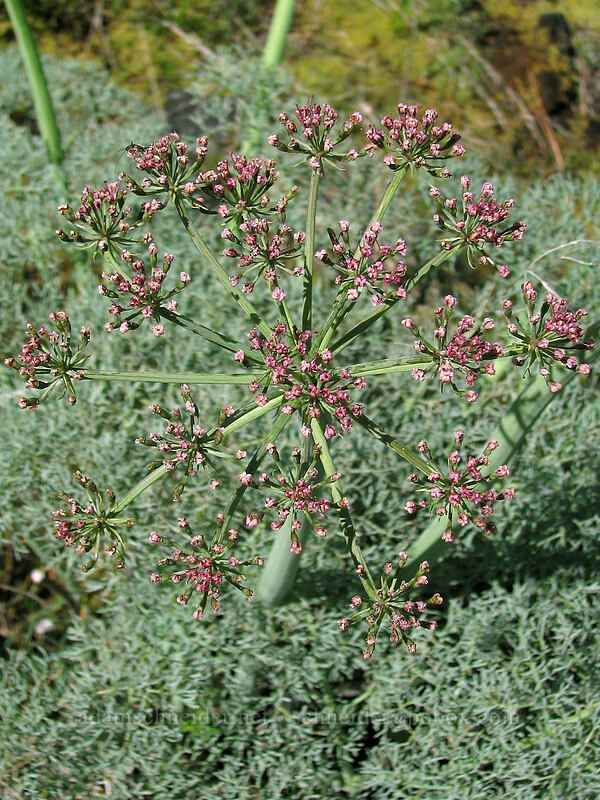 Columbia desert parsley, going to seed (Lomatium columbianum) [Catherine Creek, Columbia River Gorge, Klickitat County, Washington]