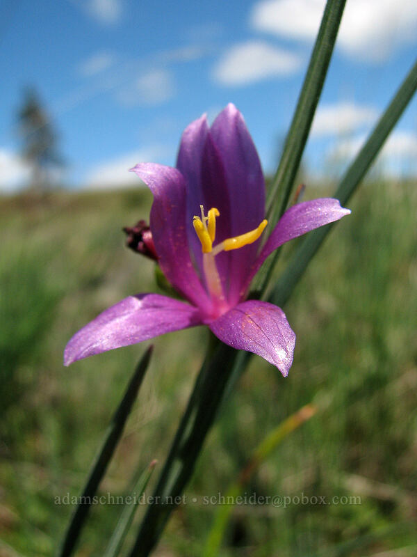 grass widow (Olsynium douglasii) [Catherine Creek, Columbia River Gorge, Klickitat County, Washington]