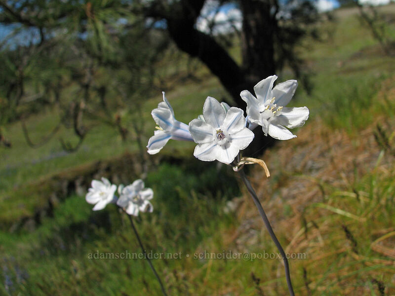 bi-colored cluster lily (Triteleia grandiflora var. howellii (Brodiaea bicolor)) [Catherine Creek, Columbia River Gorge, Klickitat County, Washington]