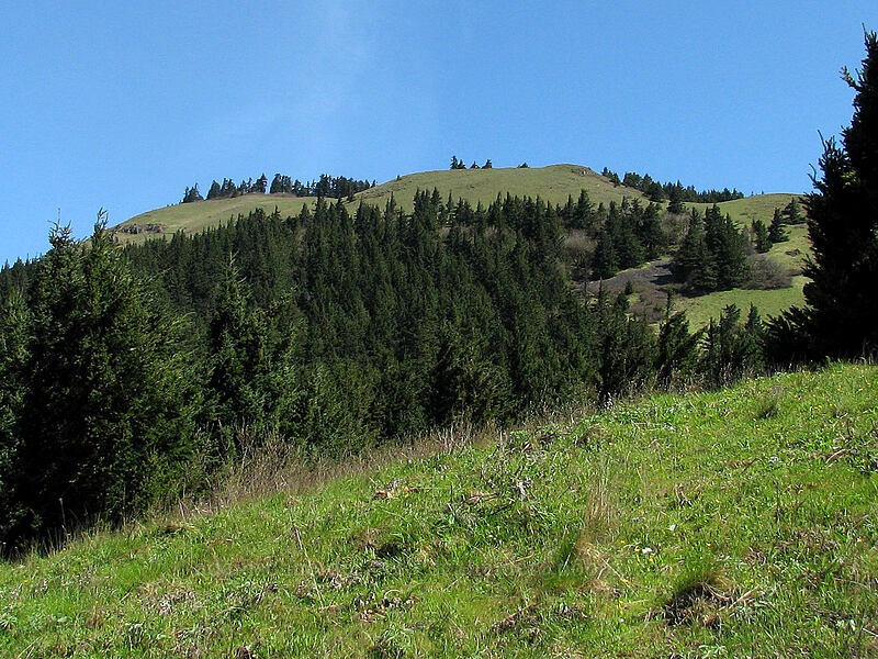 top of Dog Mountain, as seen from 1600' elevation [Dog Mountain Trail, Columbia River Gorge, Skamania County, Washington]
