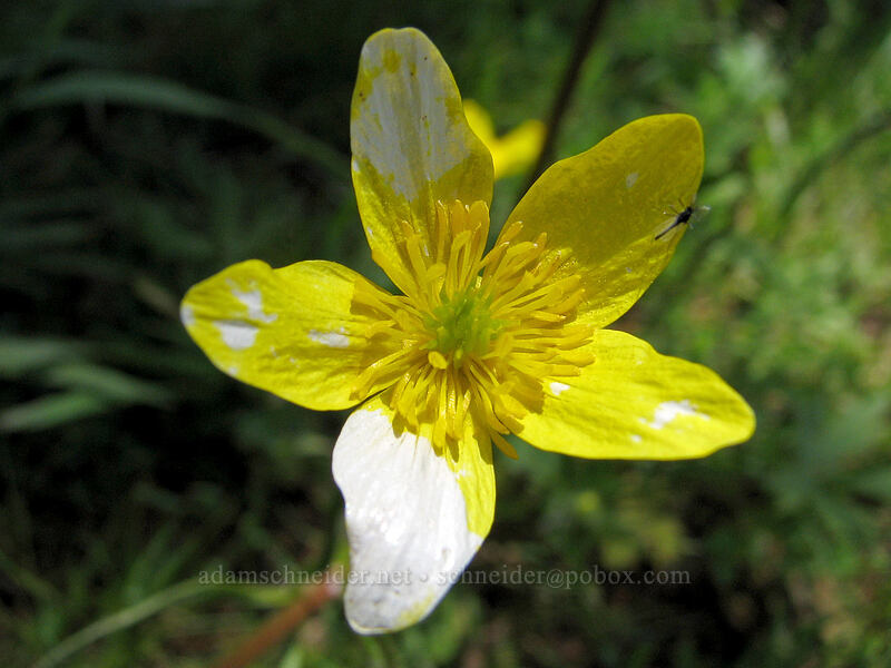 western buttercup (Ranunculus occidentalis) [Dog Mountain Trail, Columbia River Gorge, Skamania County, Washington]