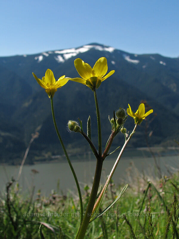 western buttercups & Mt. Defiance (Ranunculus occidentalis) [Dog Mountain Trail, Columbia River Gorge, Skamania County, Washington]