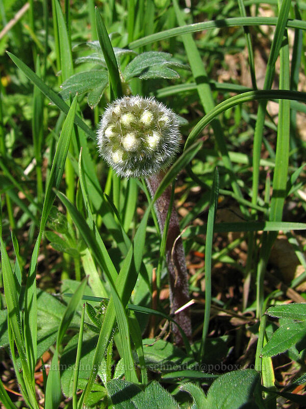 ball-head waterleaf (Hydrophyllum capitatum var. thompsonii) [Dog Mountain Trail, Columbia River Gorge, Skamania County, Washington]