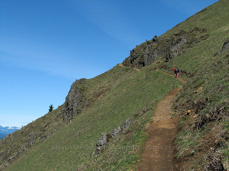 the trail near the summit [Dog Mountain Trail, Columbia River Gorge, Skamania County, Washington]
