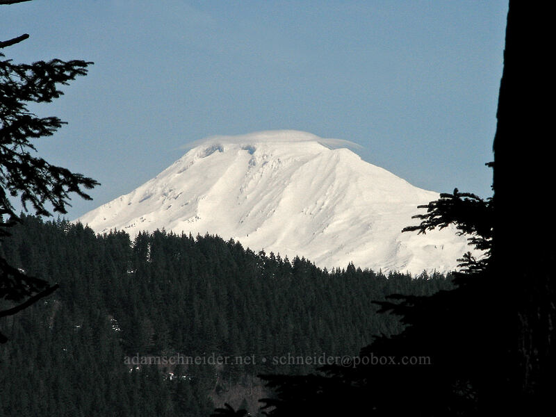 Mount Adams (35 miles away) [Summit of Dog Mountain, Columbia River Gorge, Skamania County, Washington]